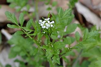 Cardamine flexuosa